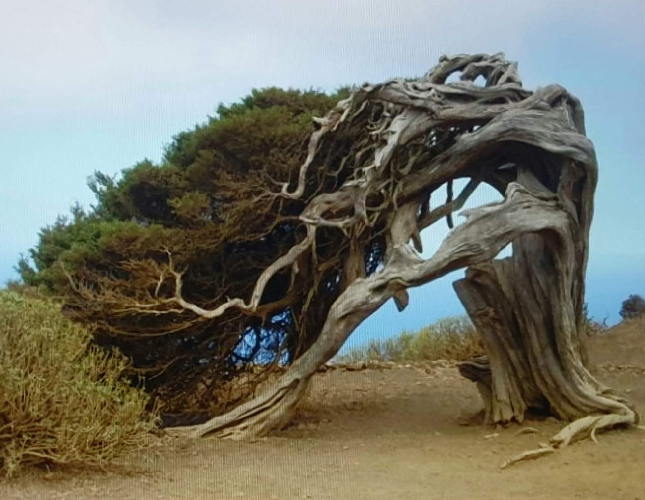 Solve PHOENICEAN JUNIPER TREE jigsaw puzzle online with 30 pieces