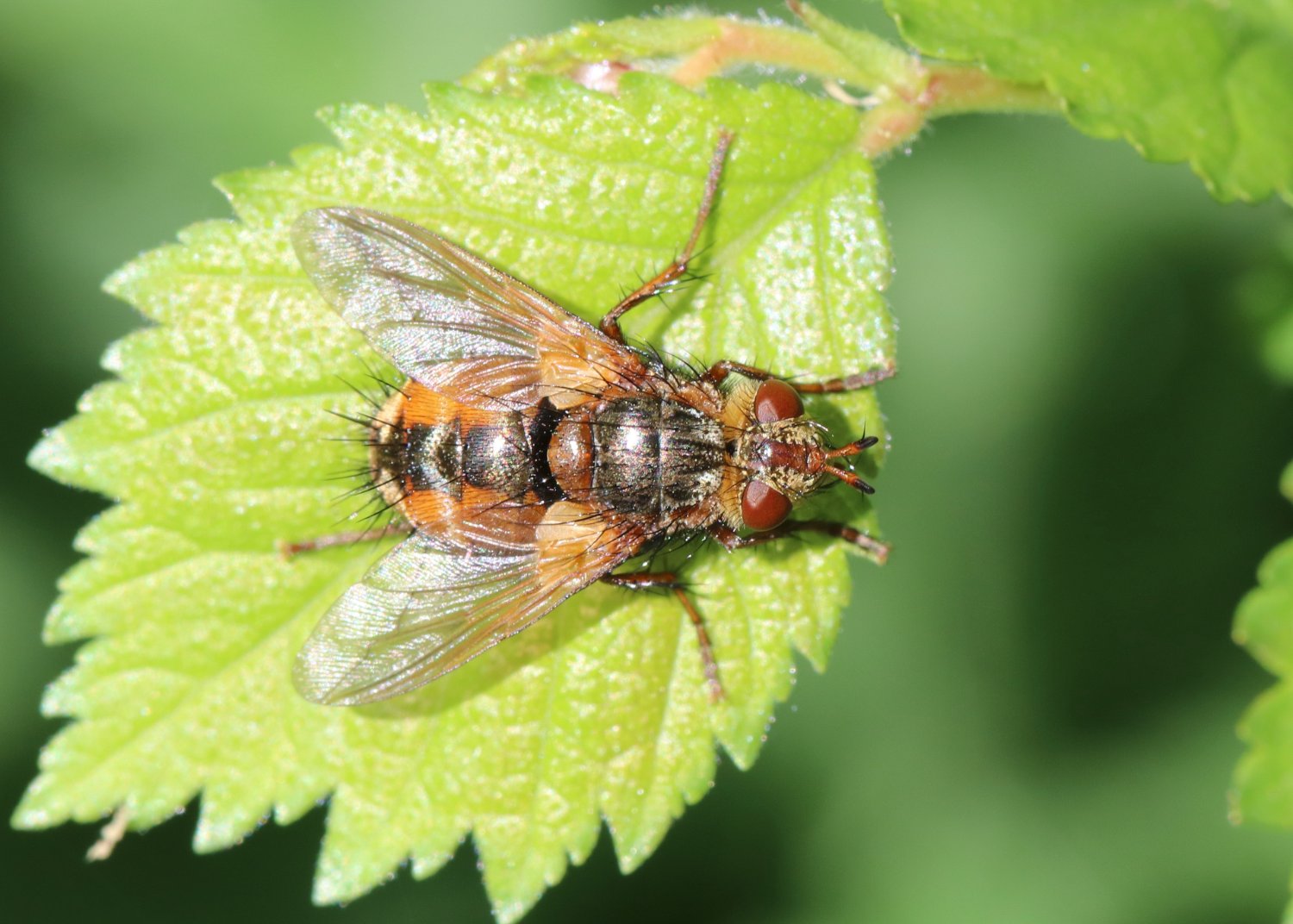 Solve Tachina Fera Fly (woeste sluipvlieg) jigsaw puzzle online with 35 ...