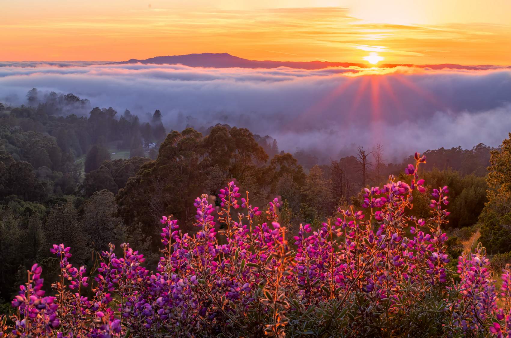 Solve Mt. Tam sunrise Lupines jigsaw puzzle online with 126 pieces