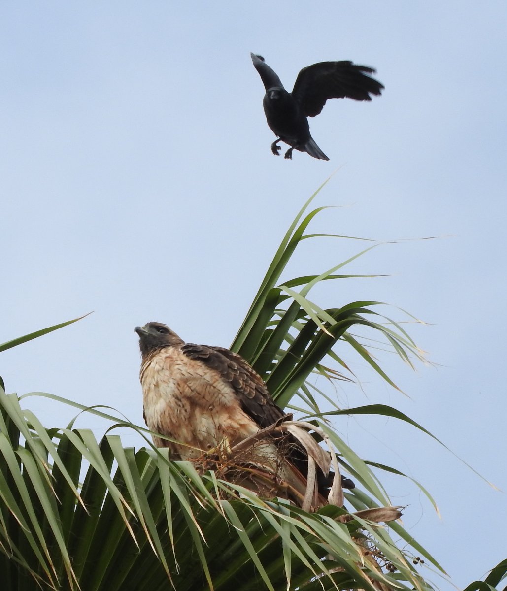 Solve American Crow Harassing Red tailed Hawk near home San Marcos