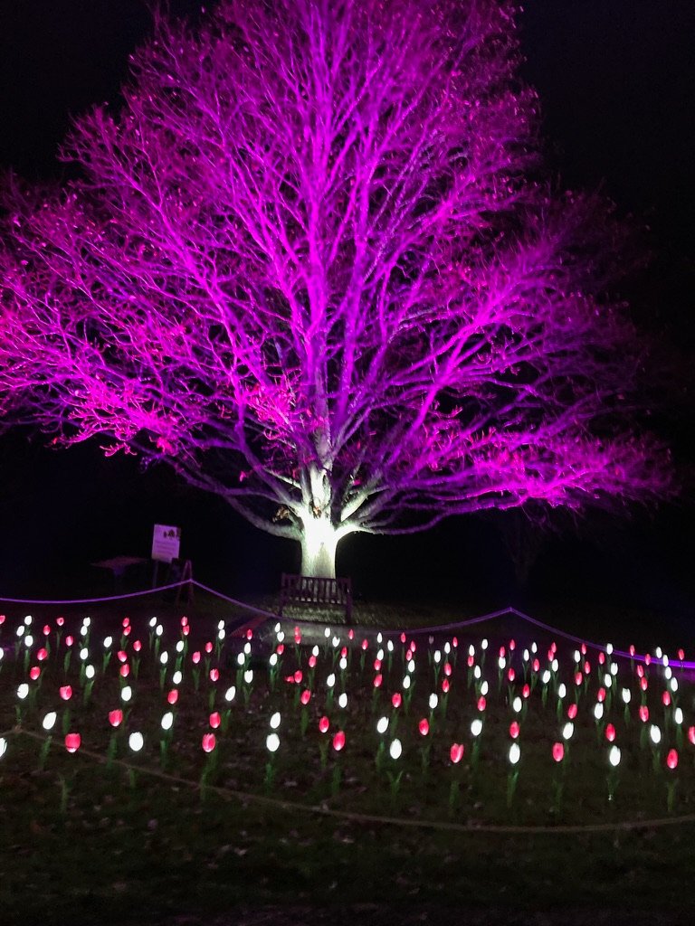 Trail of christmas trees