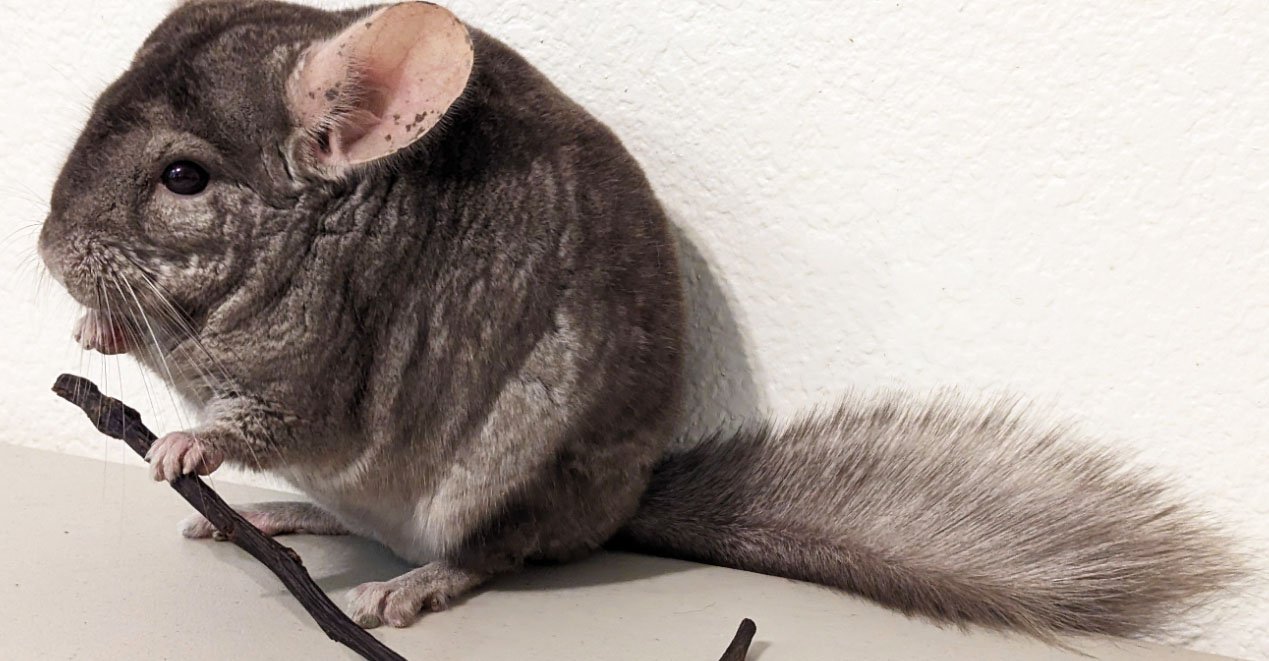 Solve Kai Our Chinchilla Aug 2023 jigsaw puzzle online with 200 pieces