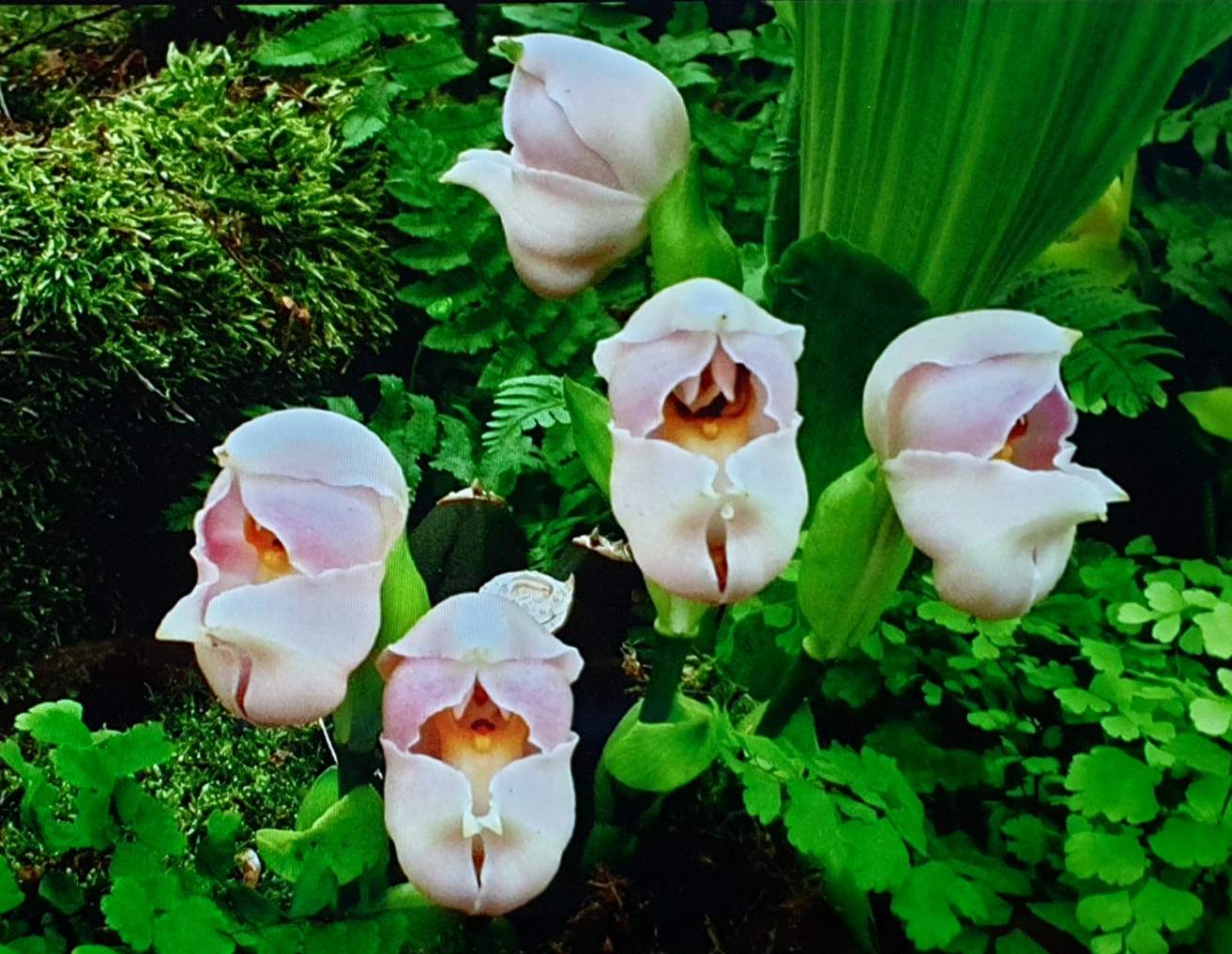 Solve SWADDLED BABIES ORCHIDS jigsaw puzzle online with 30 pieces