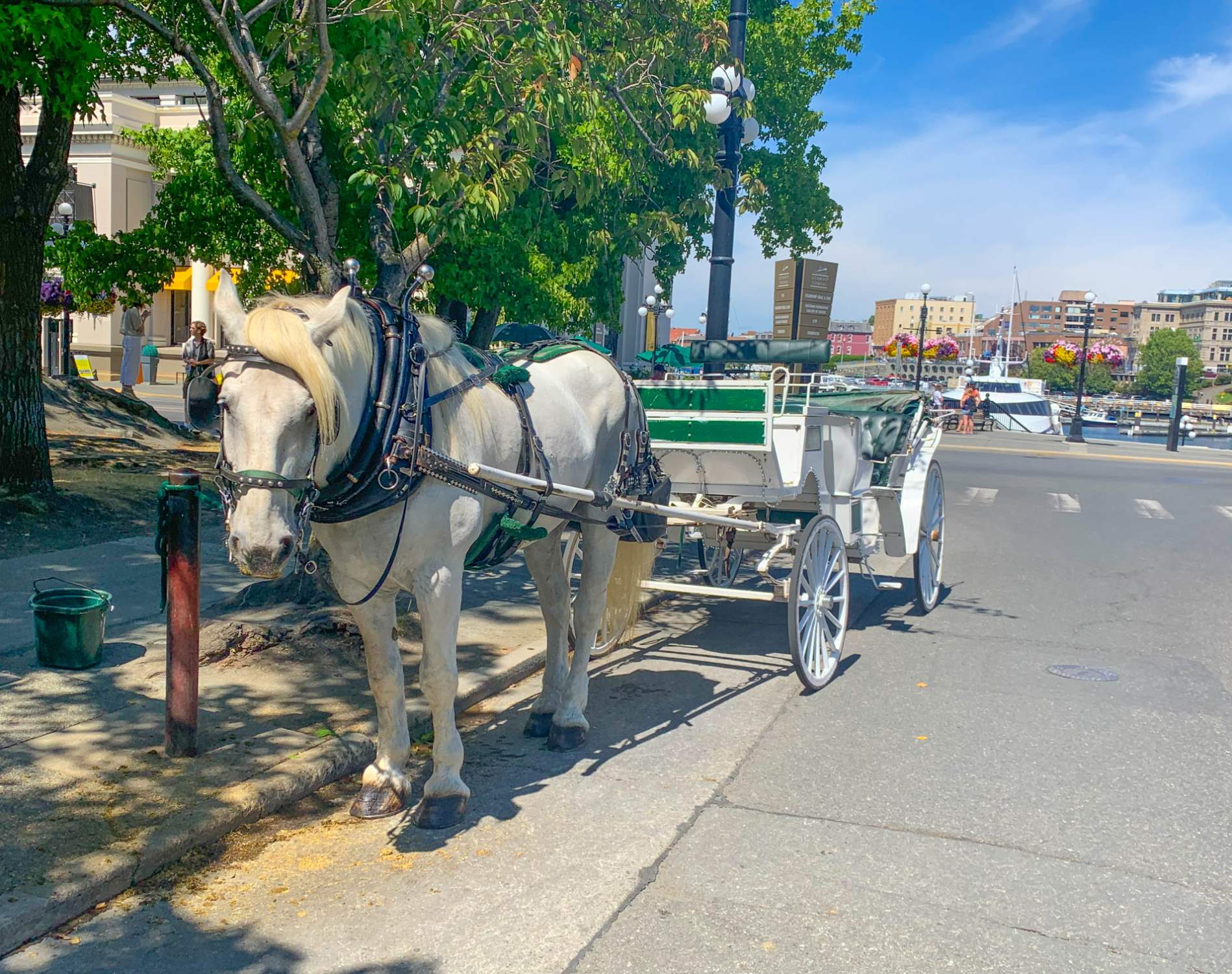 Solve A horse carriage in Victoria BC/Une carriole à Victoria jigsaw