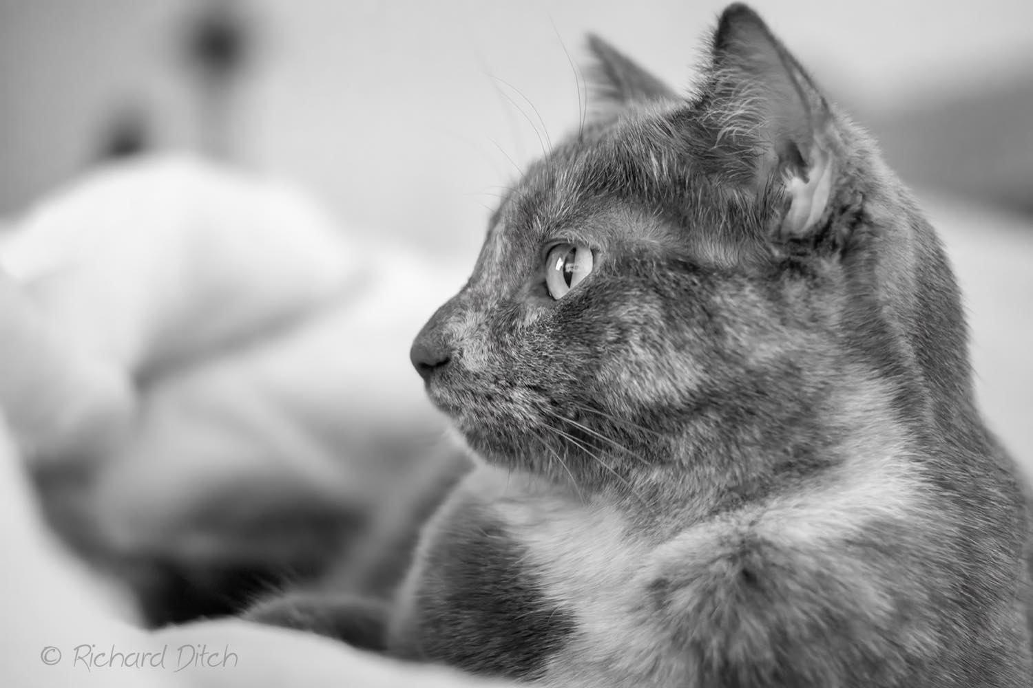 Solve Trixie Profile In B W Jigsaw Puzzle Online With 96 Pieces solve-trixie-profile-in-b-w-jigsaw-puzzle-online-with-96-pieces