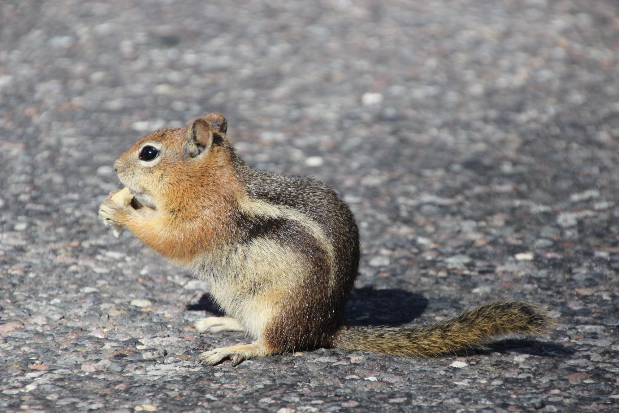 Solve Chipmonk jigsaw puzzle online with 384 pieces