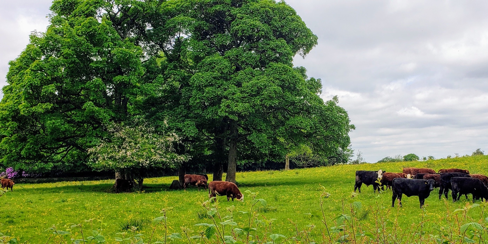 Puzzle 50 pièces Cattle Grazing Jigidi