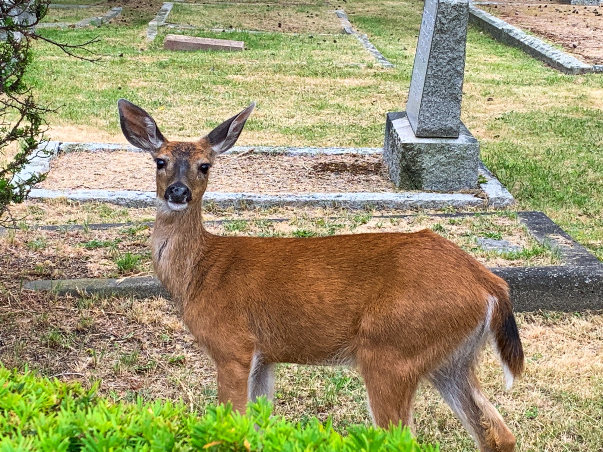 Solving The Bambi Doe Facebook Puzzle - v09v02y