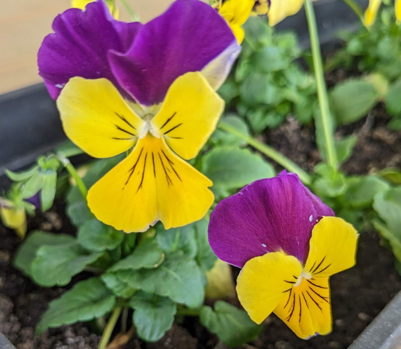 Solve Twocolored Violas jigsaw puzzle online with 56 pieces