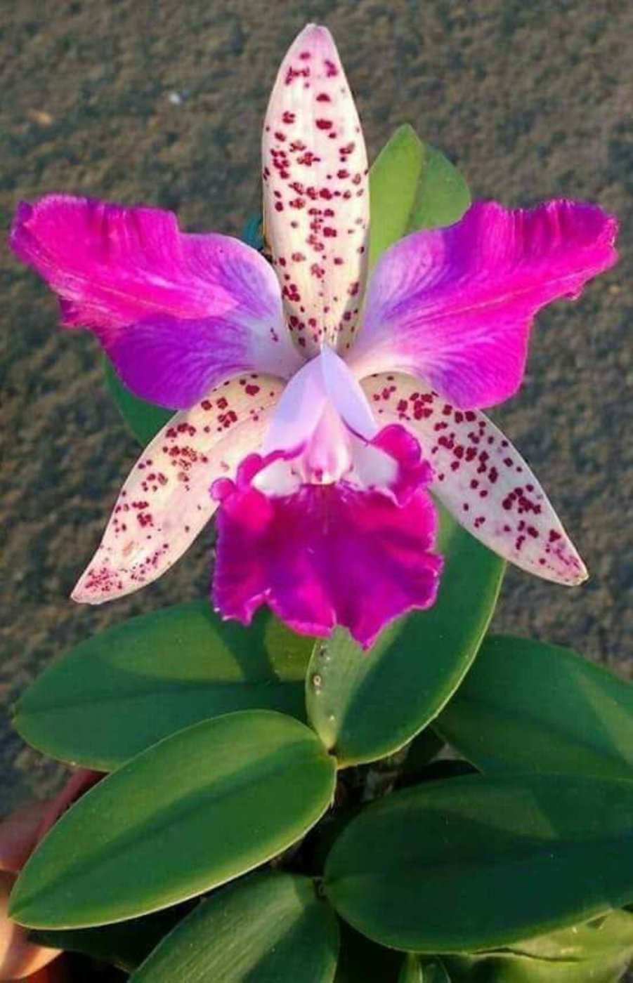 Solve Orchild Flowers for All Occasions The Orchids World