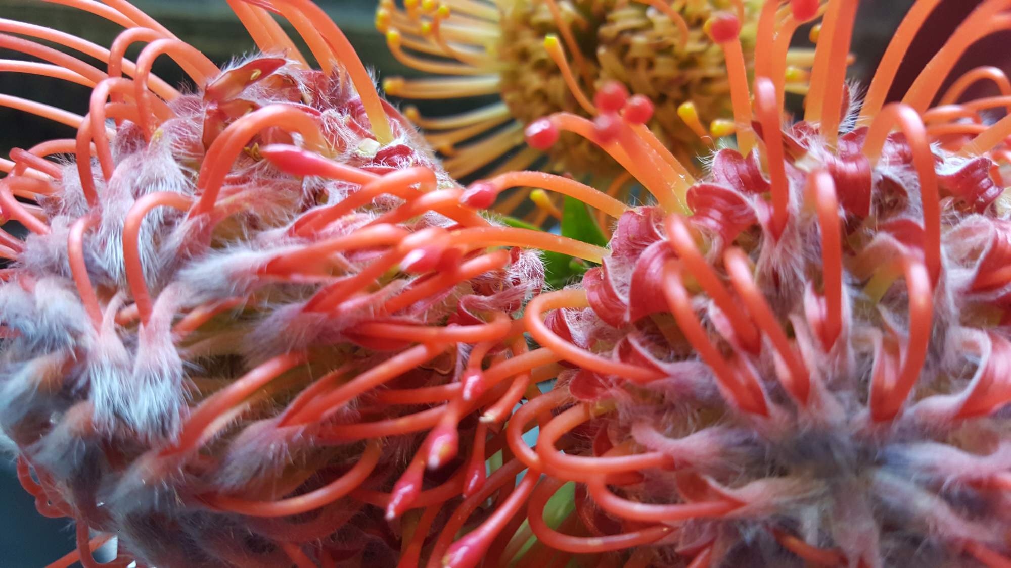 Solve PinCushion jigsaw puzzle online with 594 pieces