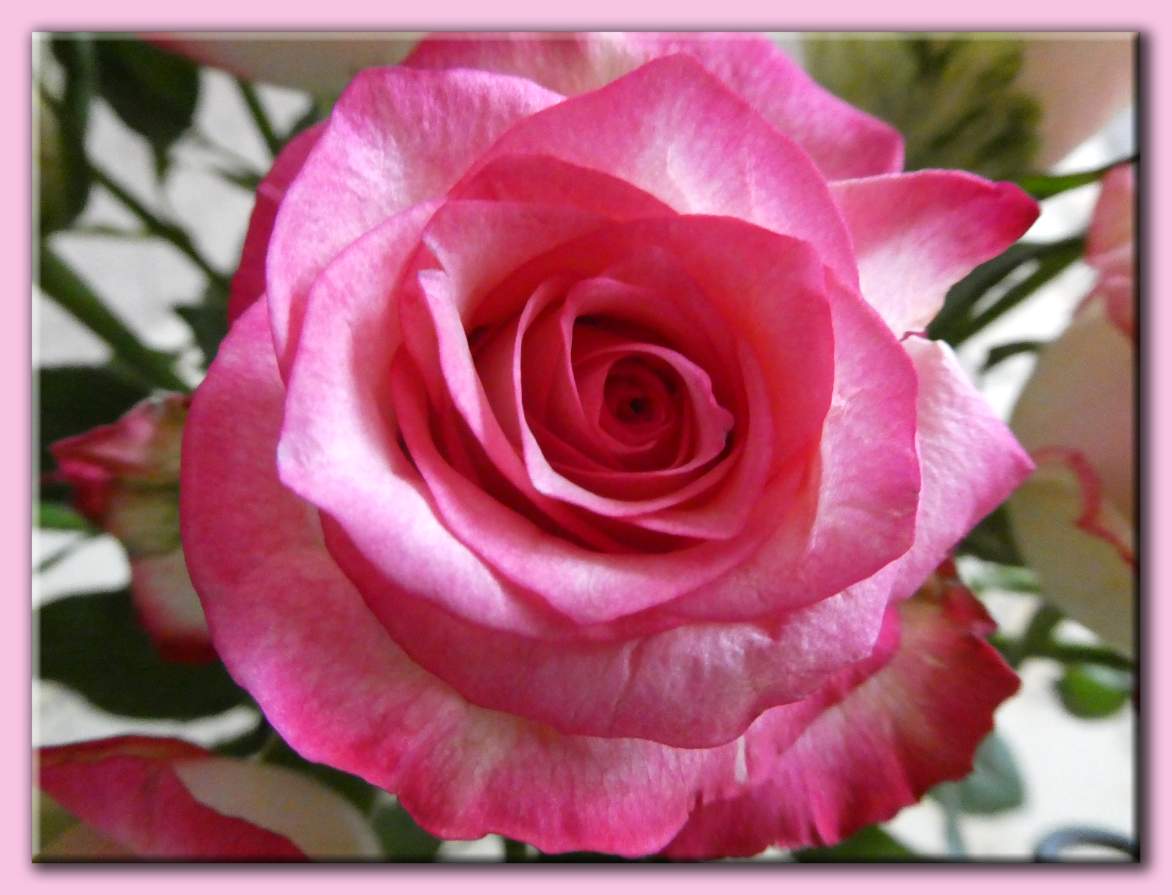 Solve Gekregen roosjes. Got roses. jigsaw puzzle online with 20 pieces