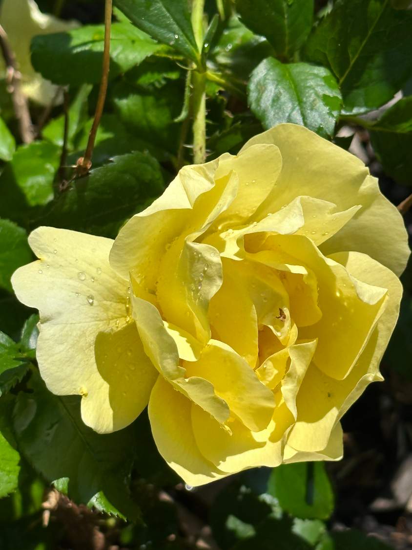 Jigsaw Puzzle | Yellow rose after the rain shower | 48 pieces | Jigidi