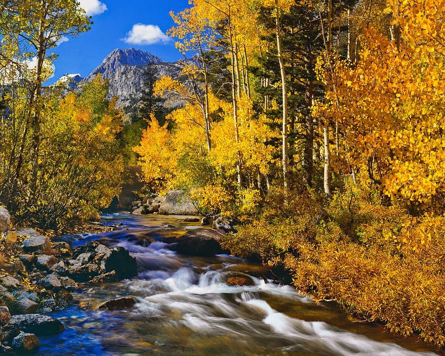 Solve Autumn in California by Ron Thomas jigsaw puzzle online with 63 ...