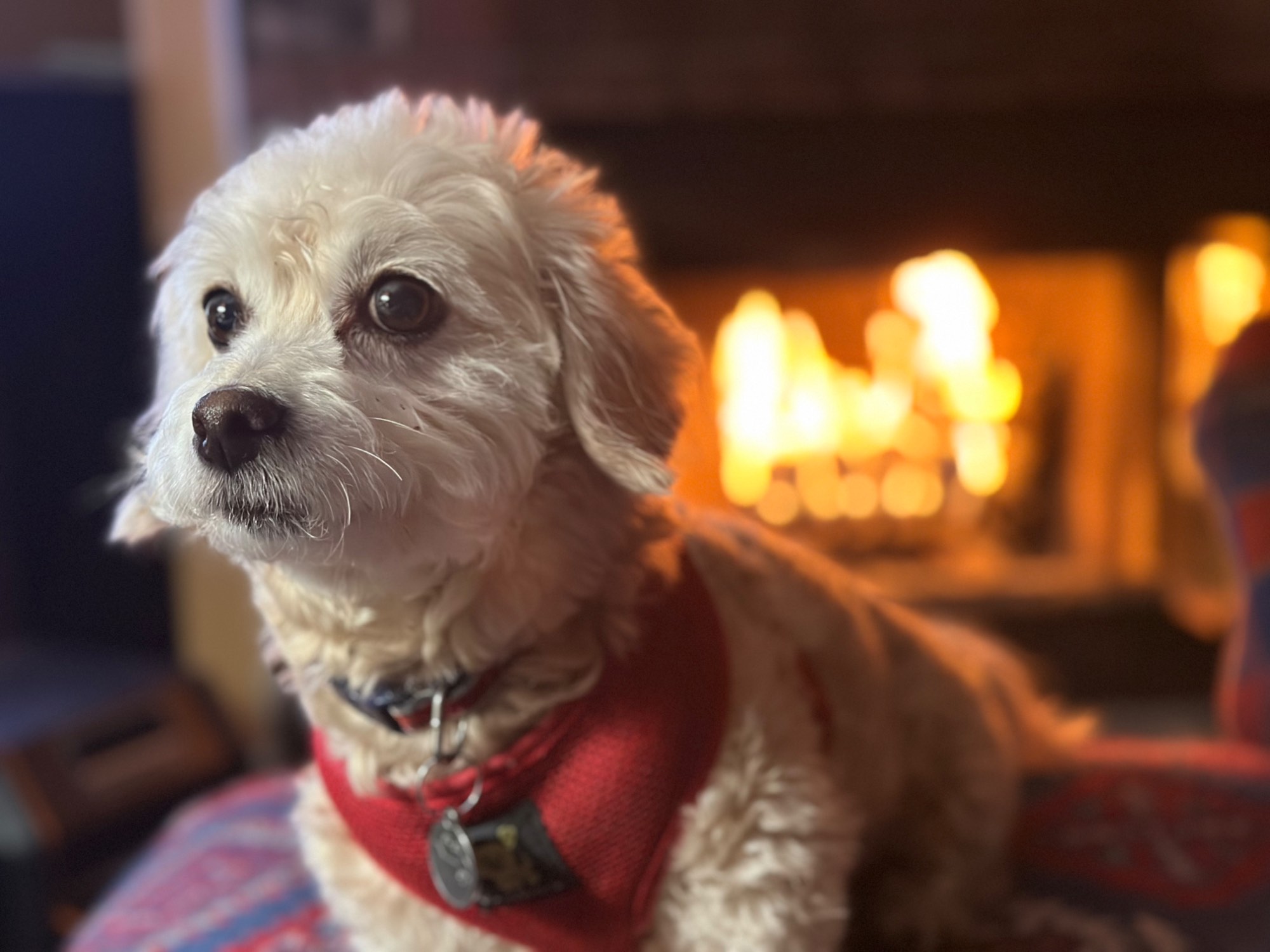 Solve Ollie jigsaw puzzle online with 88 pieces