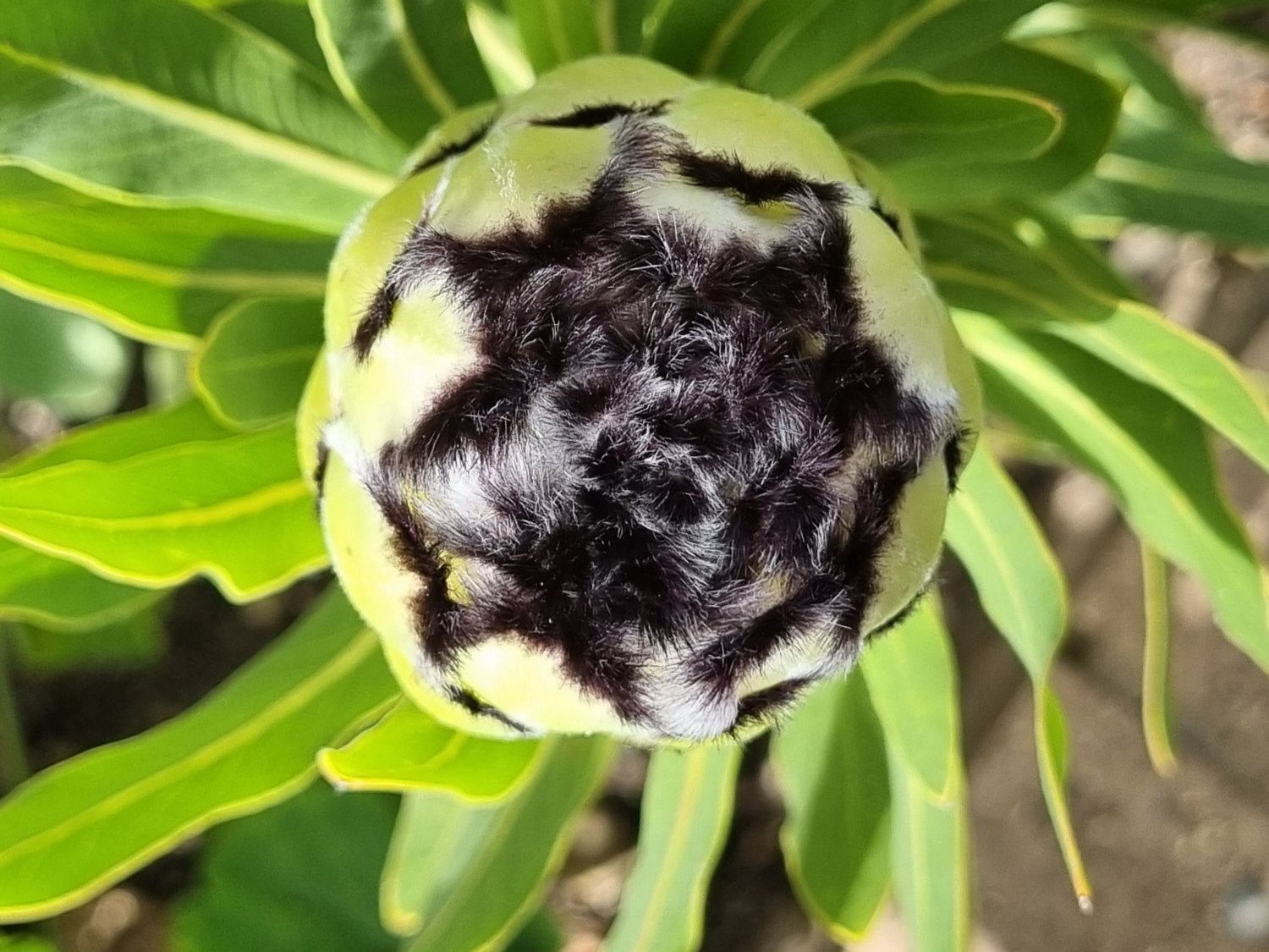 Solve Update jigsaw puzzle online with 30 pieces