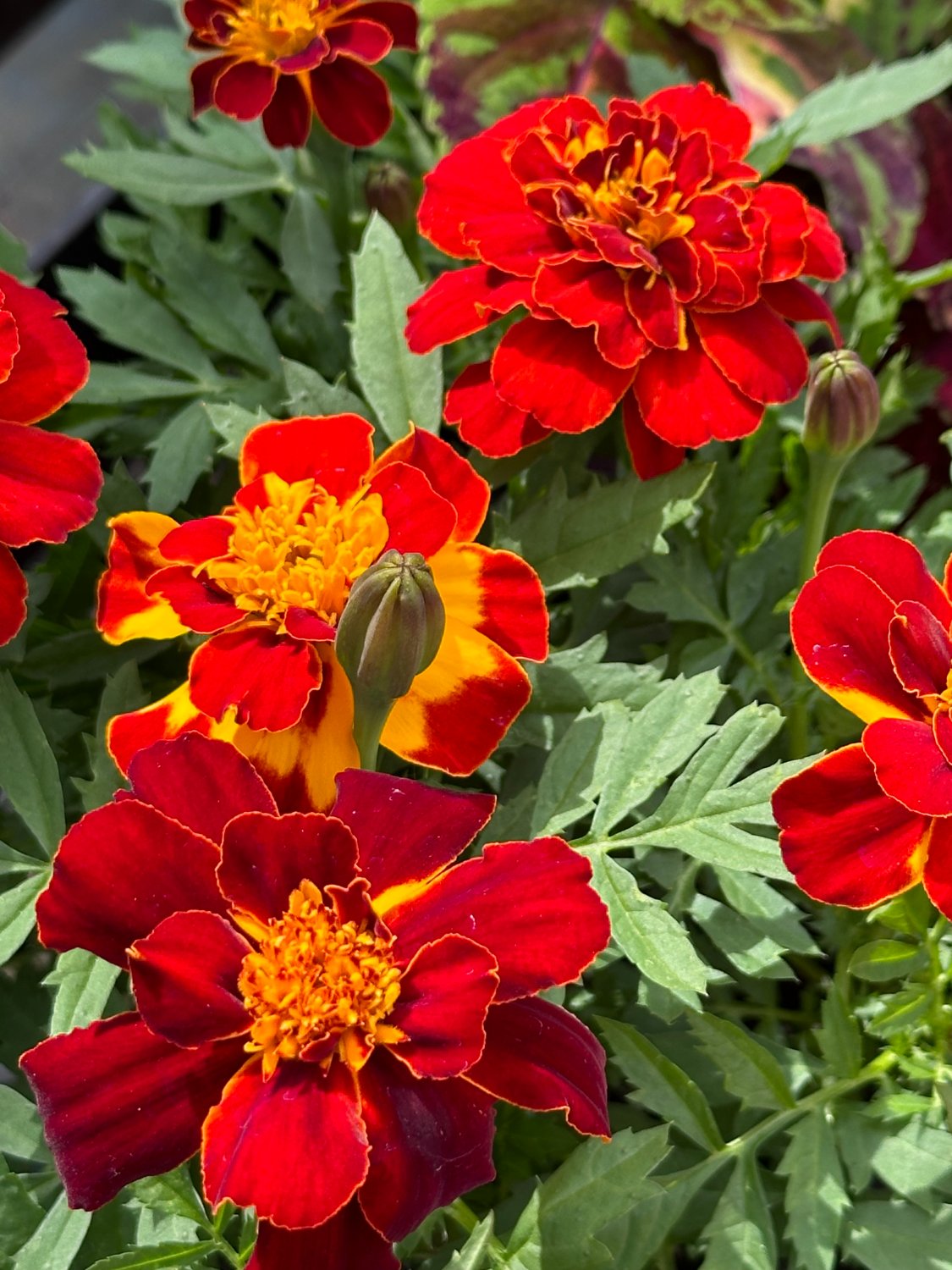 Solve Marigold for sale! jigsaw puzzle online with 63 pieces