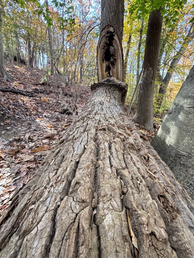 Split Tree Puzzle Solve Non lightning tree split, Wissahickon Valley Park, Philadelphia ...