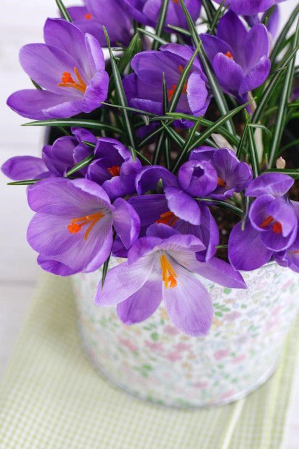 Solve Crocus jigsaw puzzle online with 600 pieces