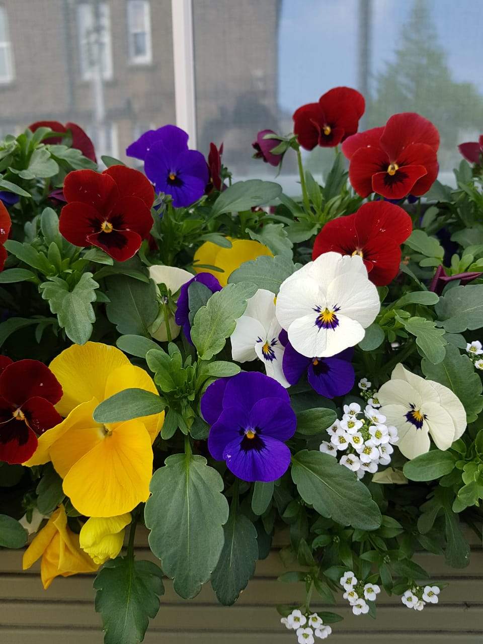 Solve Viola jigsaw puzzle online with 108 pieces