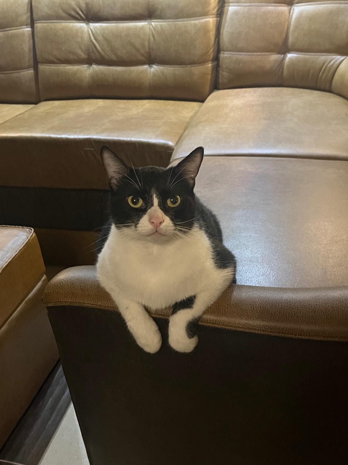 Solve Cutest Kitty Ever jigsaw puzzle online with 300 pieces