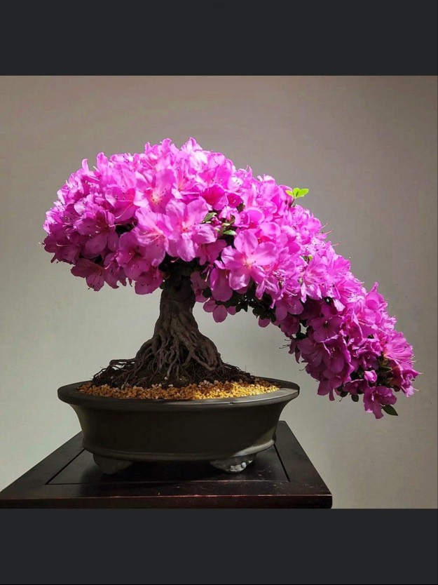 Solve Bonsai tree jigsaw puzzle online with 20 pieces
