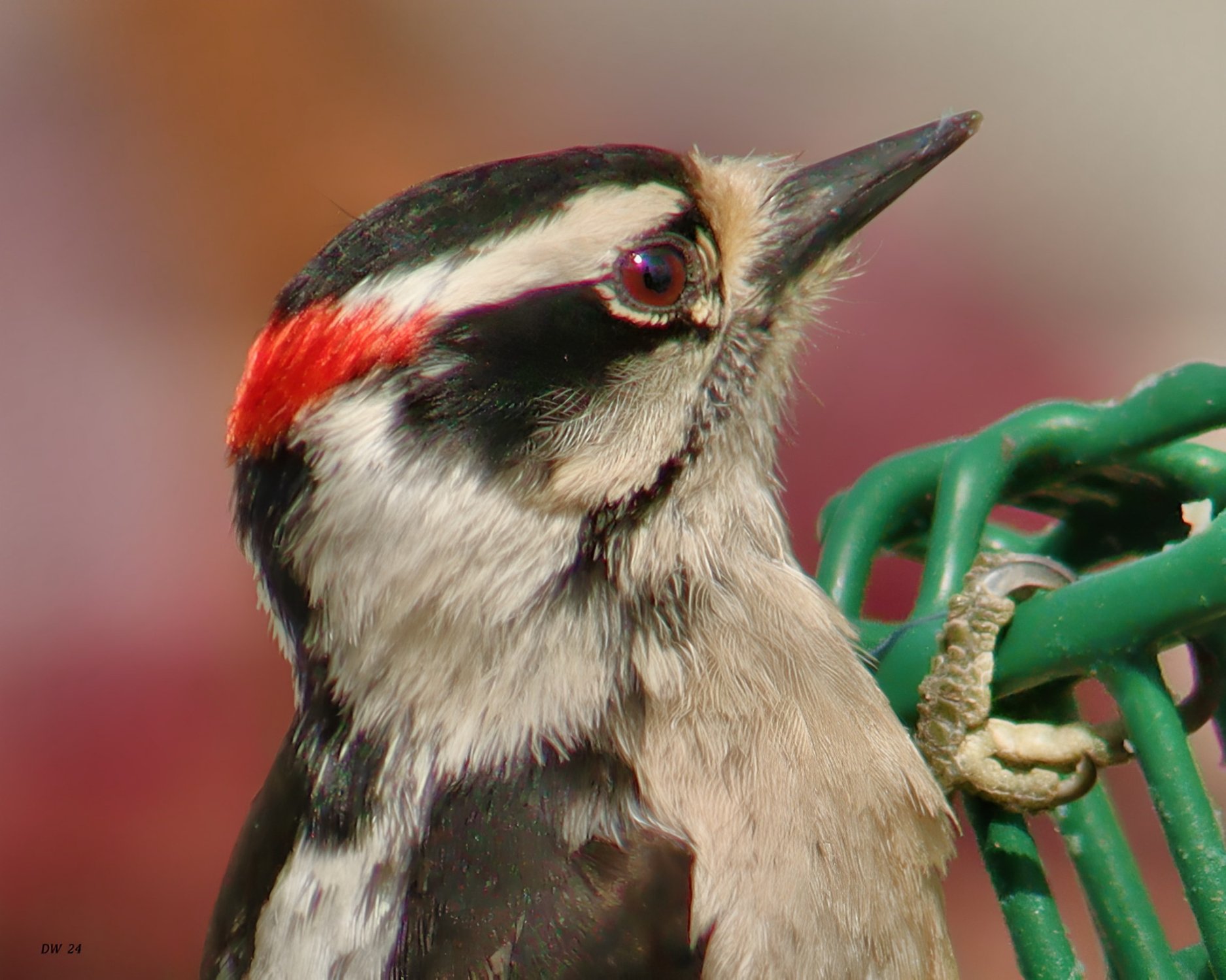 Solve Downy Woodpecker jigsaw puzzle online with 180 pieces