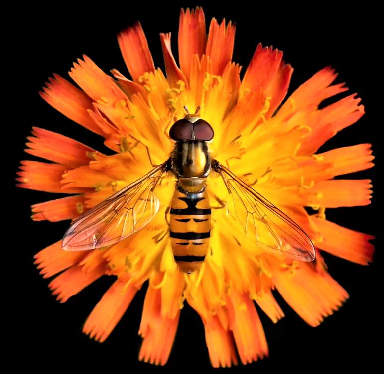 Bug Solving Solve BUGS FROM THE UK - 2 OF 4 jigsaw puzzle online with 9 pieces