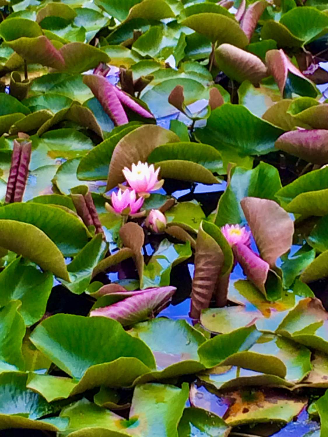 Solve LOTUS jigsaw puzzle online with 500 pieces