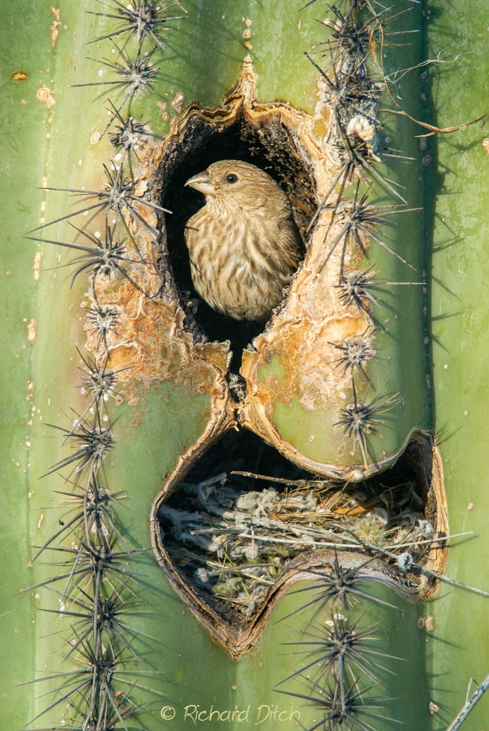 Solve House Finch nesting in saguaro cactus jigsaw puzzle online with